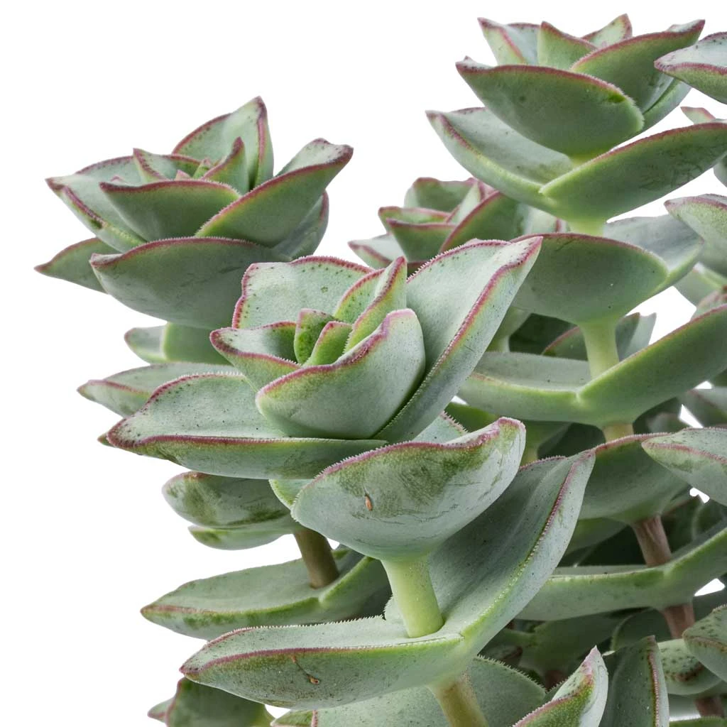 Crassula Perforata - String Of Buttons - Image 2