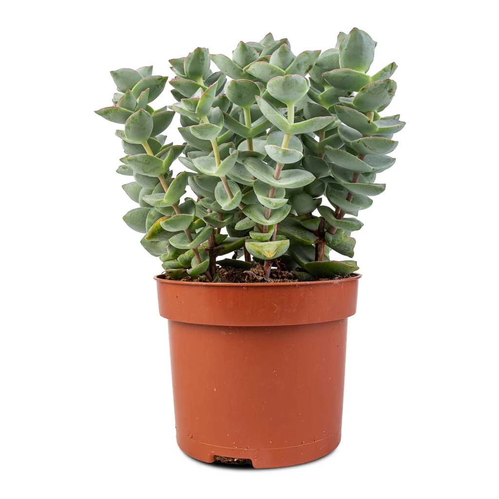 Crassula Perforata - String Of Buttons - Image 3