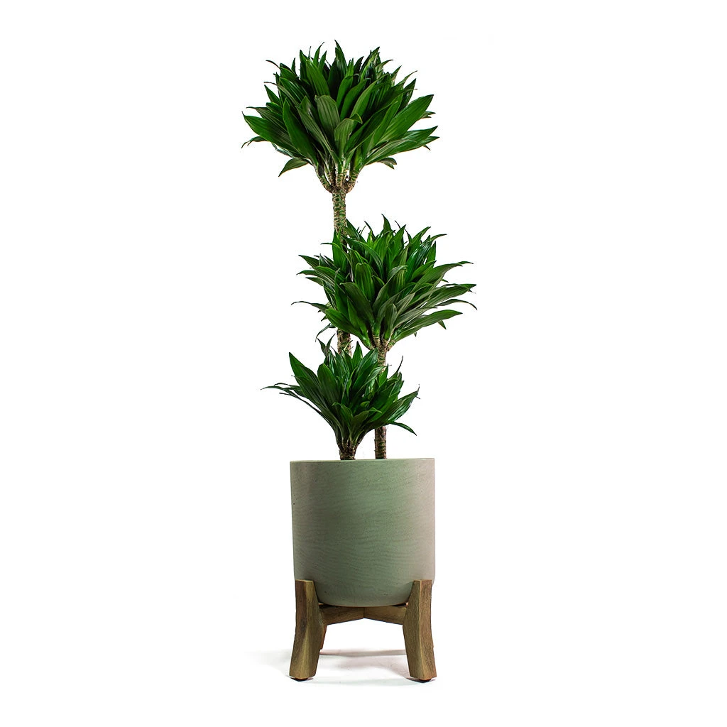Charlie Plant Pot - Low Stand - Grey Washed - Image 4