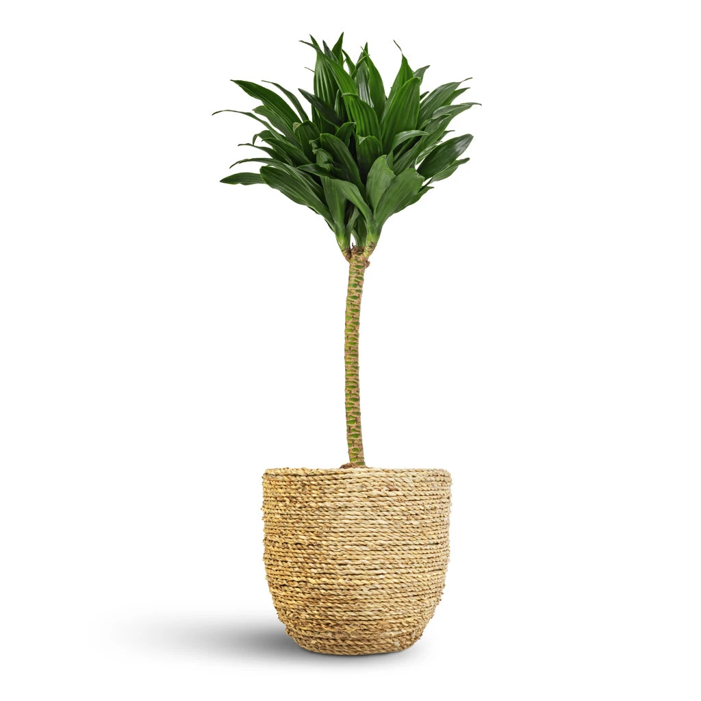 Dracaena Fragrans Compacta - Single Stem - Image 4