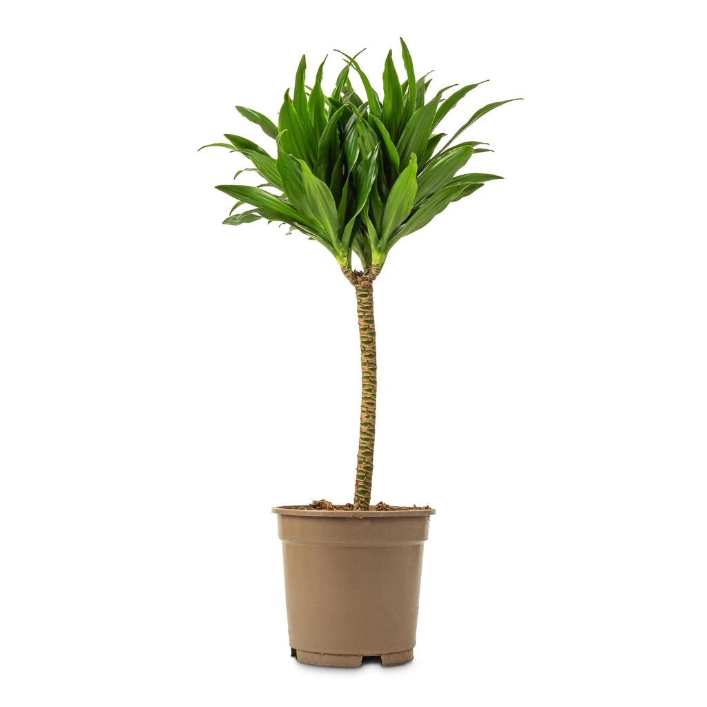 Dracaena Fragrans Compacta - Single Stem - Image 5