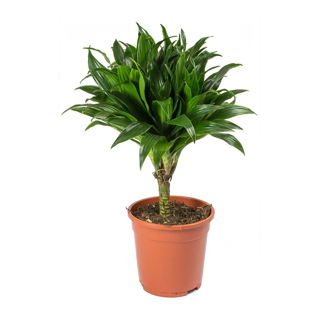 Dracaena Fragrans Compacta - Single Stem - Image 3