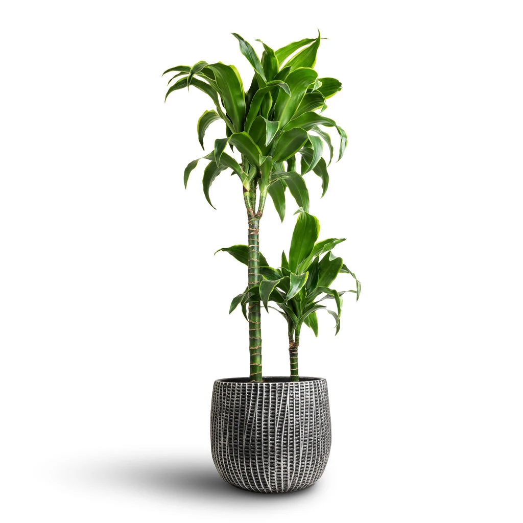 Dracaena Fragrans Dorado - Multi Stem