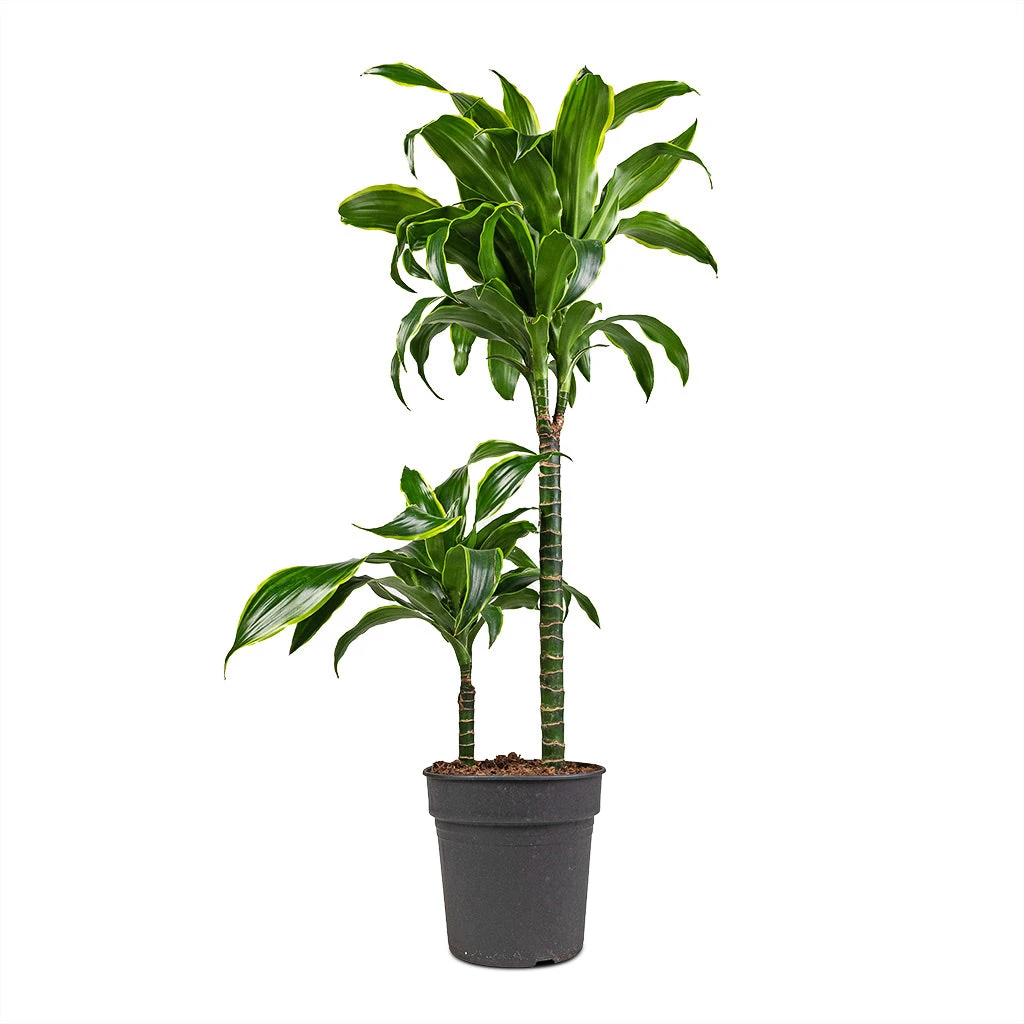 Dracaena Fragrans Dorado - Multi Stem - Image 3