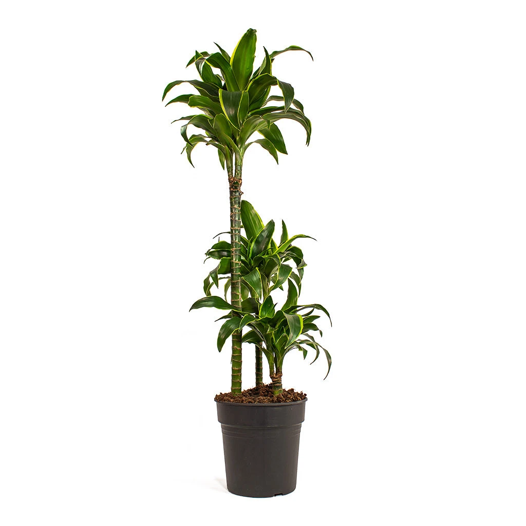 Dracaena Fragrans Dorado - Multi Stem - Image 6