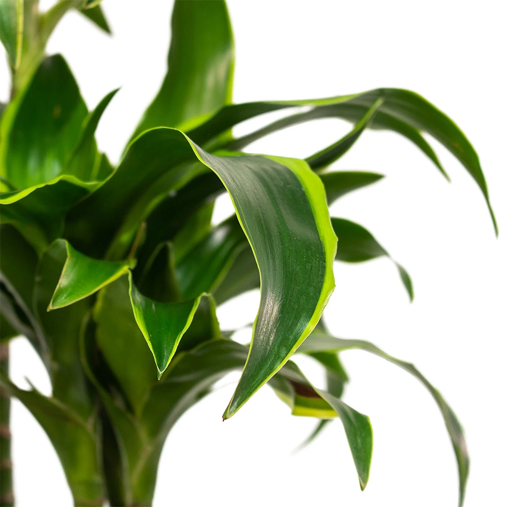 Dracaena Fragrans Dorado - Multi Stem - Image 2