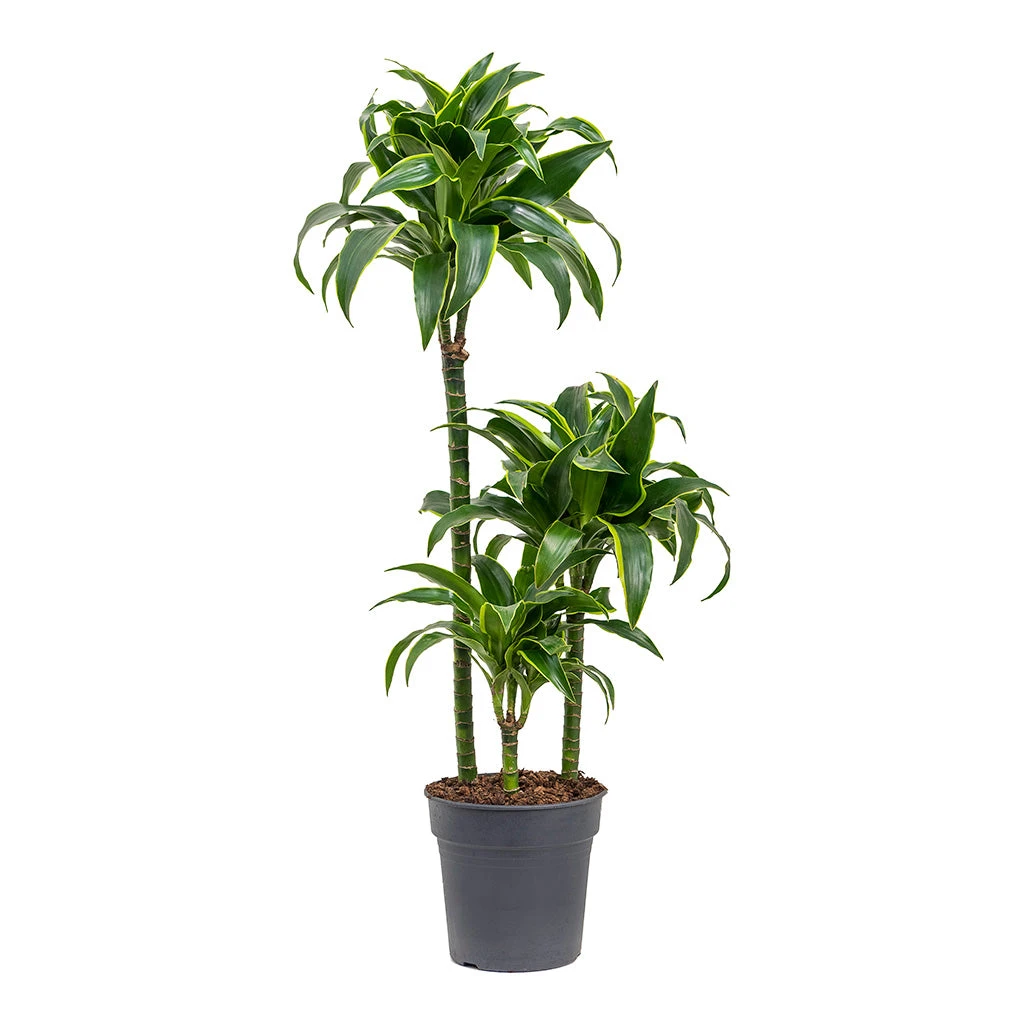 Dracaena Fragrans Dorado - Multi Stem - Image 4
