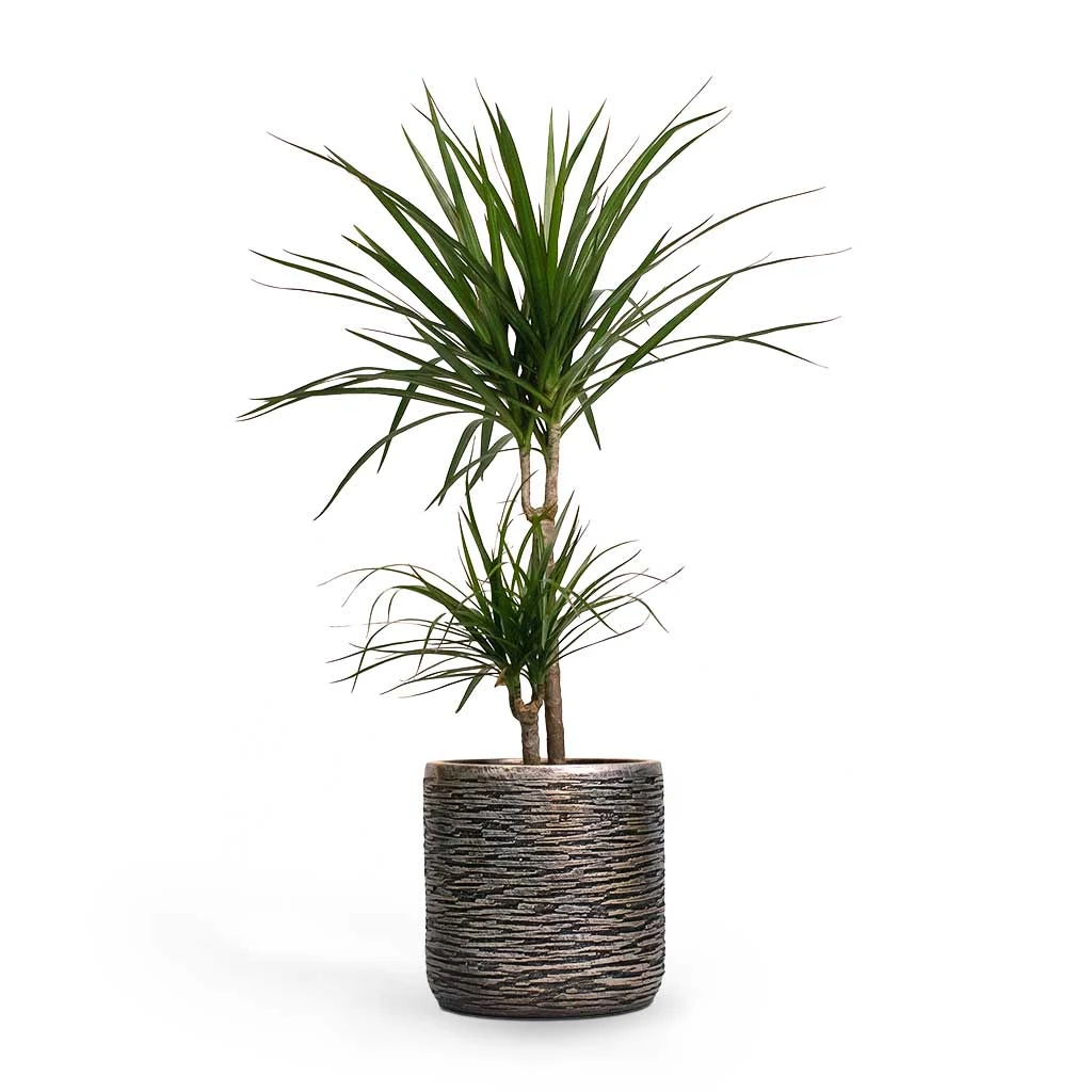 Dracaena Marginata Red Edged - Multi Stem - Image 9