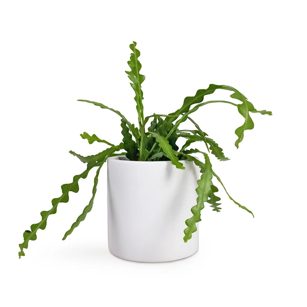 Puk Essentials Planter - Matt White - Image 13