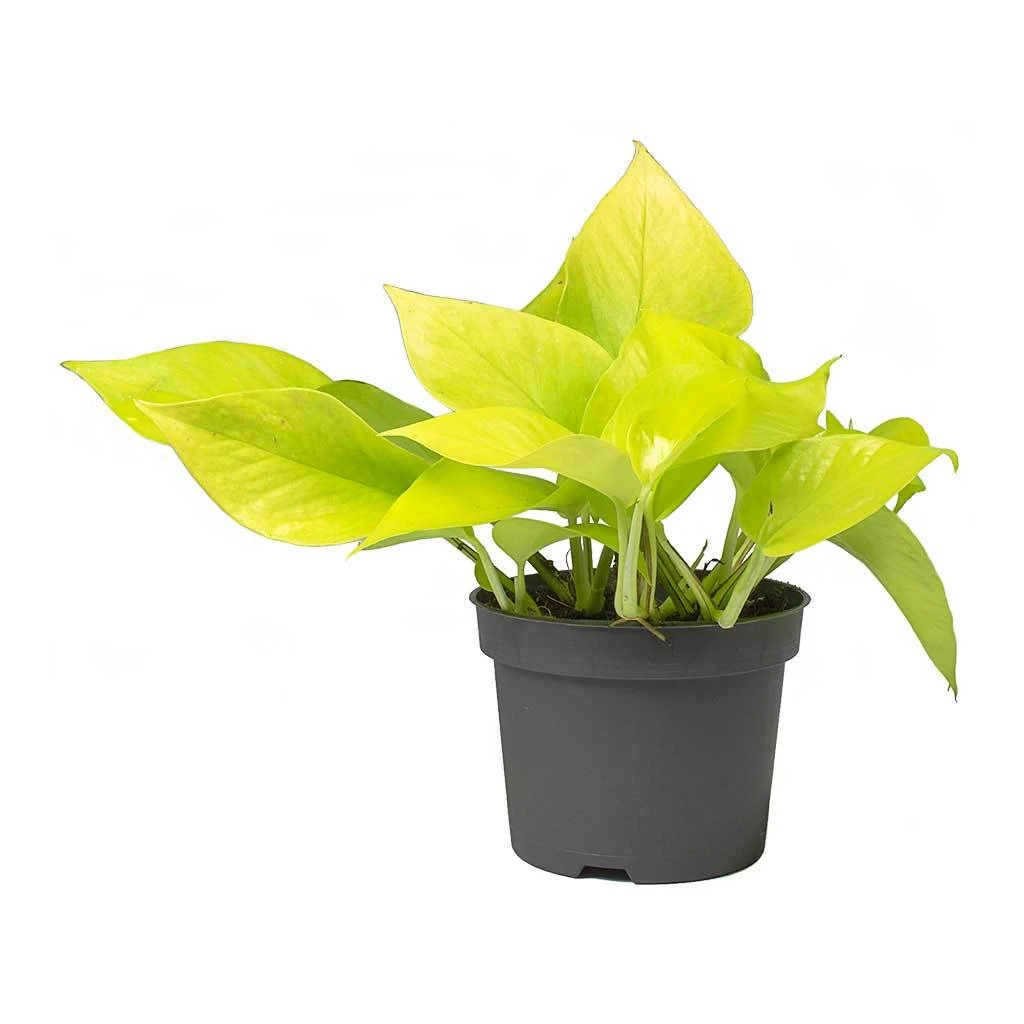 Epipremnum Aureum Neon - Golden Neon Pothos - Image 5