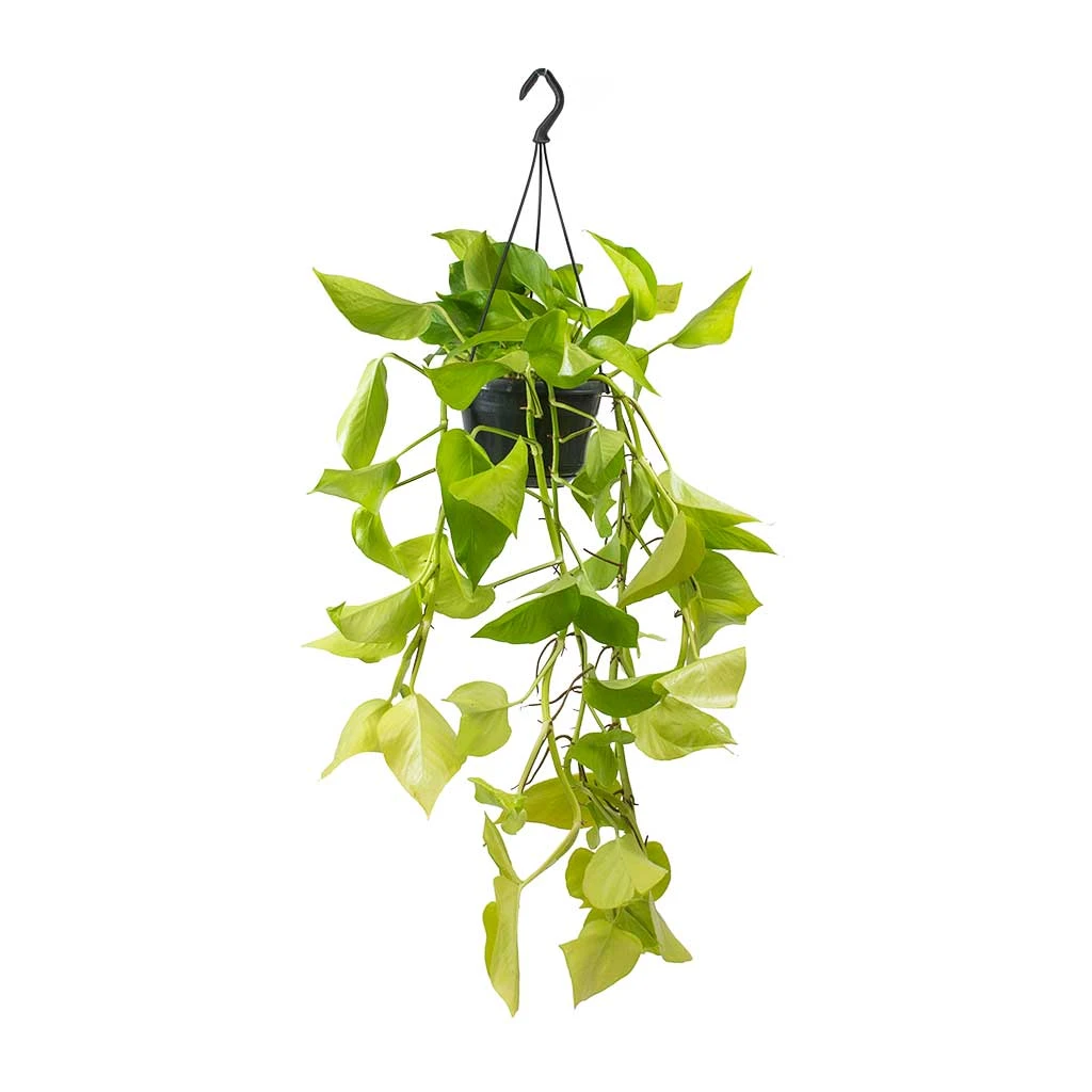 Epipremnum Aureum Neon - Golden Neon Pothos - Image 7