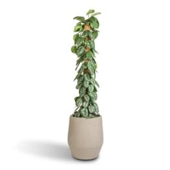 Epipremnum Trebie - Satin Pothos Trebie - Moss Pole
