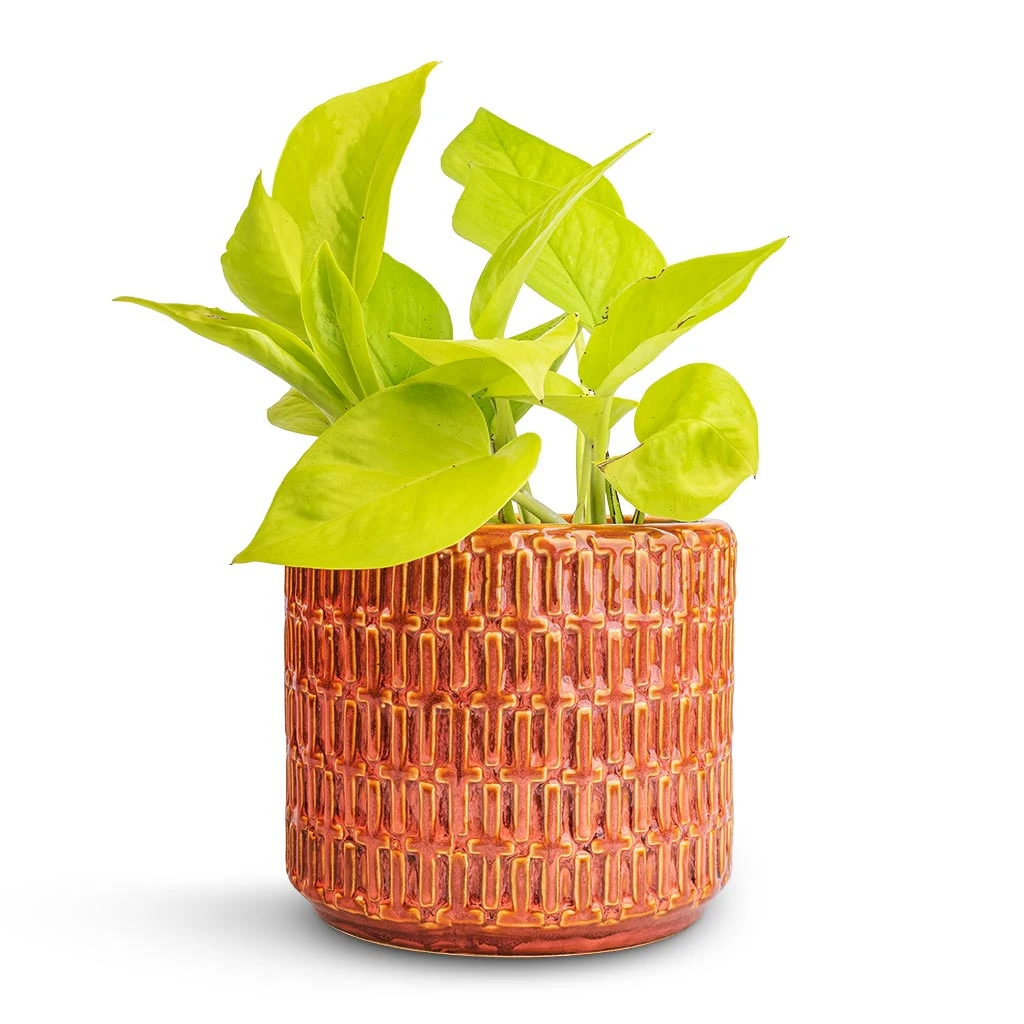 Epipremnum Aureum Neon - Golden Neon Pothos - Image 8