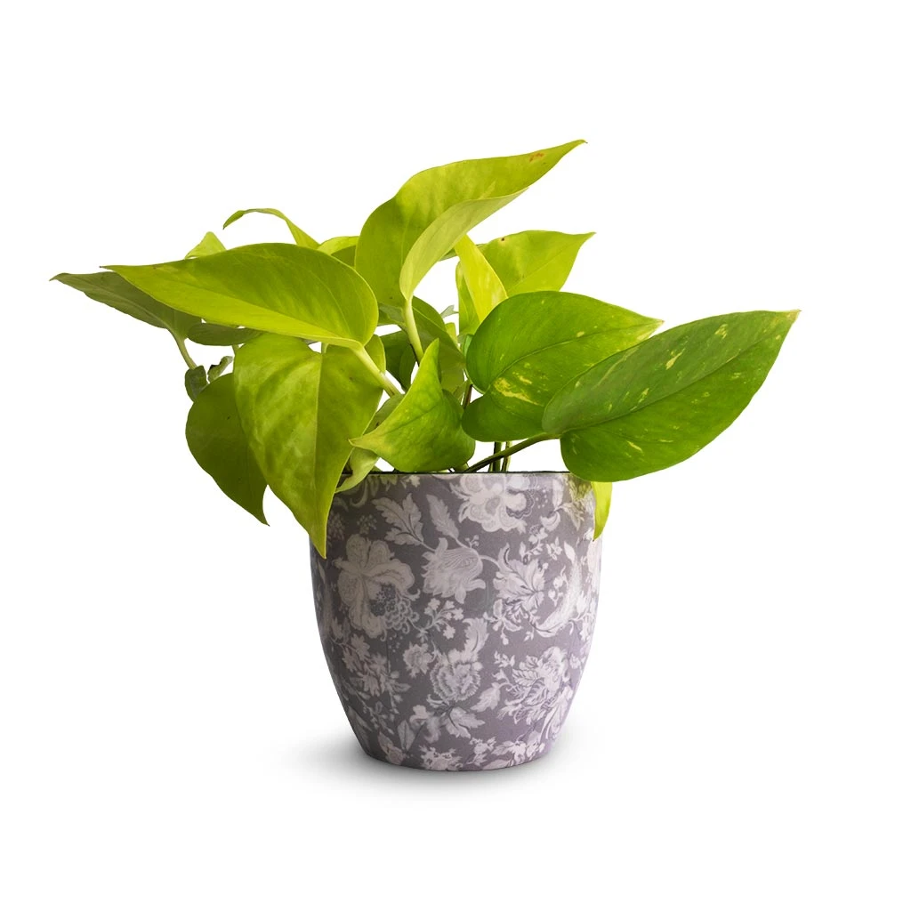Epipremnum Aureum Neon - Golden Neon Pothos - Image 12