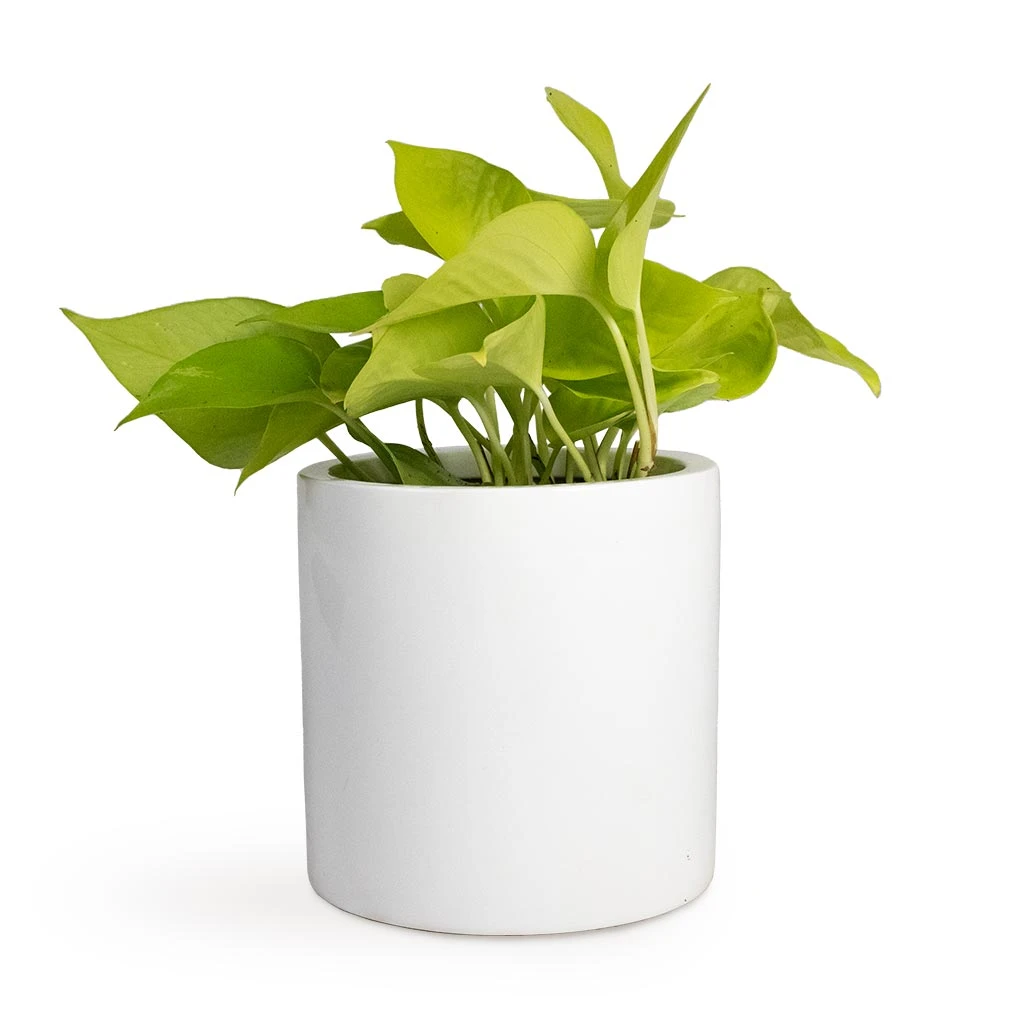 Epipremnum Aureum Neon - Golden Neon Pothos - Image 16