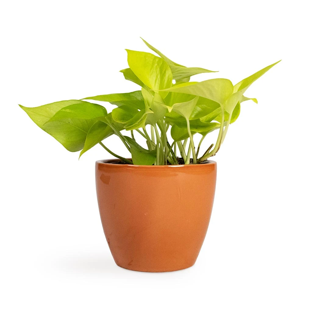 Epipremnum Aureum Neon - Golden Neon Pothos - Image 11