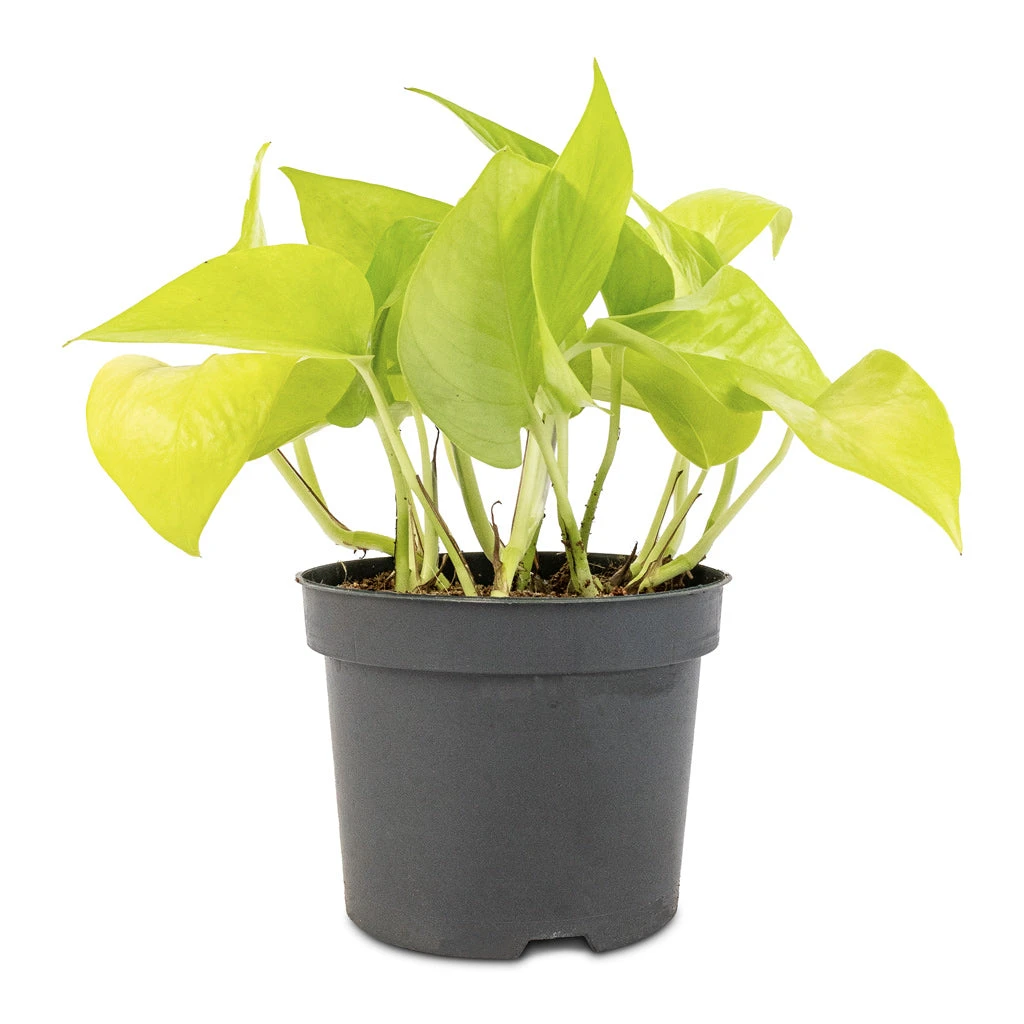 Epipremnum Aureum Neon - Golden Neon Pothos - Image 3