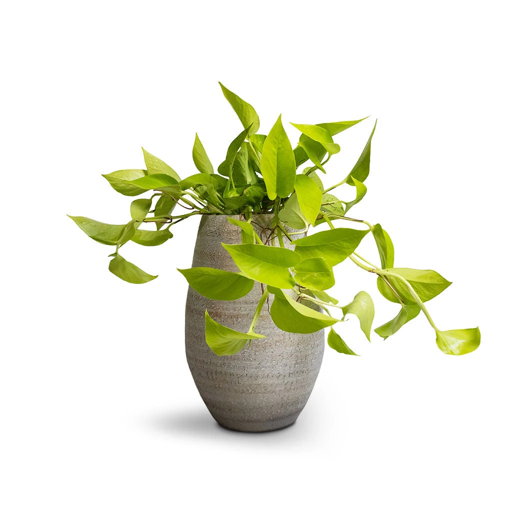 Epipremnum Aureum Neon - Golden Neon Pothos - Image 13