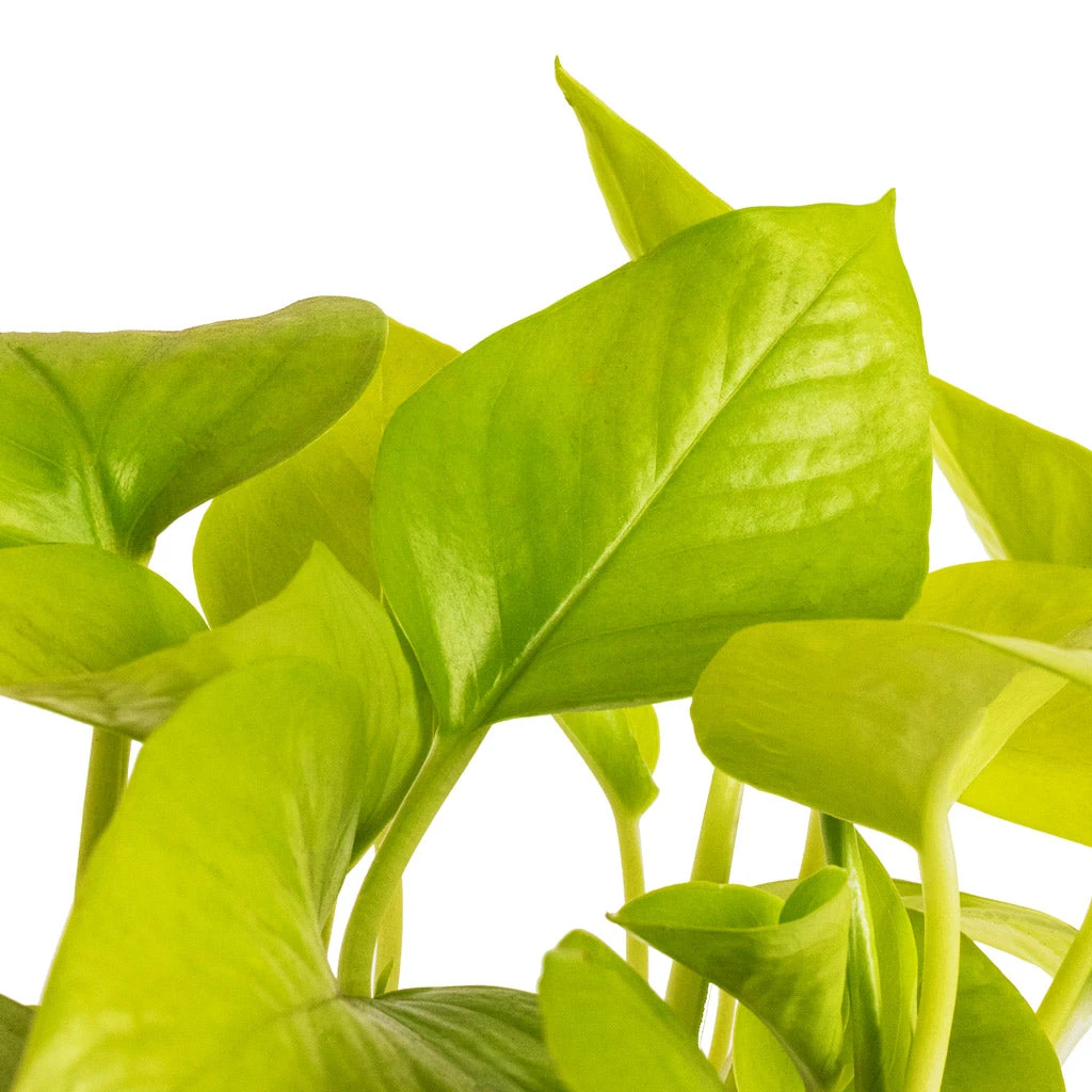Epipremnum Aureum Neon - Golden Neon Pothos - Image 6