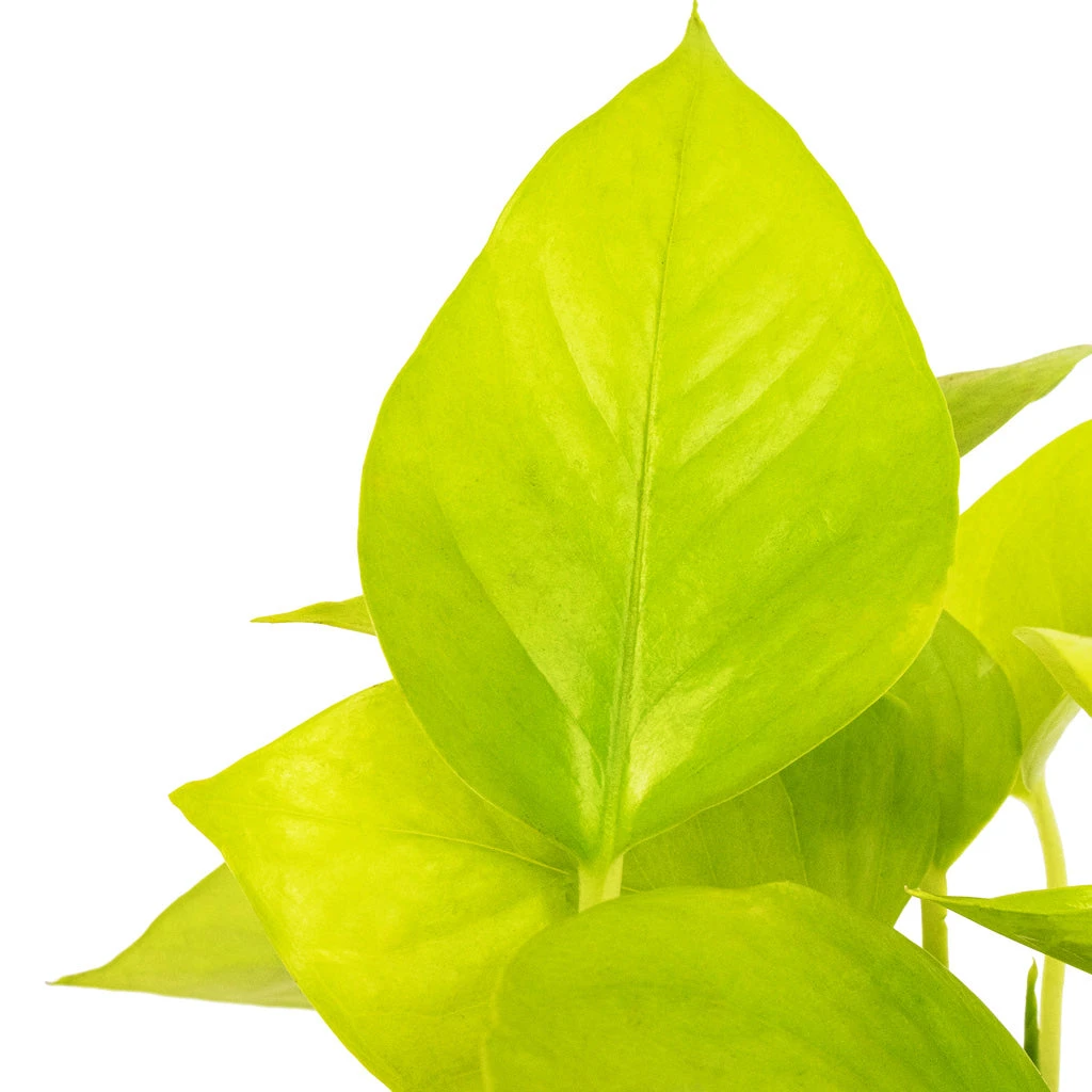 Epipremnum Aureum Neon - Golden Neon Pothos - Image 2