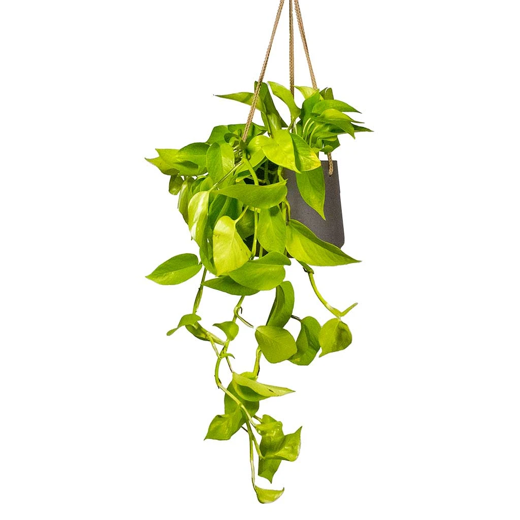 Epipremnum Aureum Neon - Golden Neon Pothos