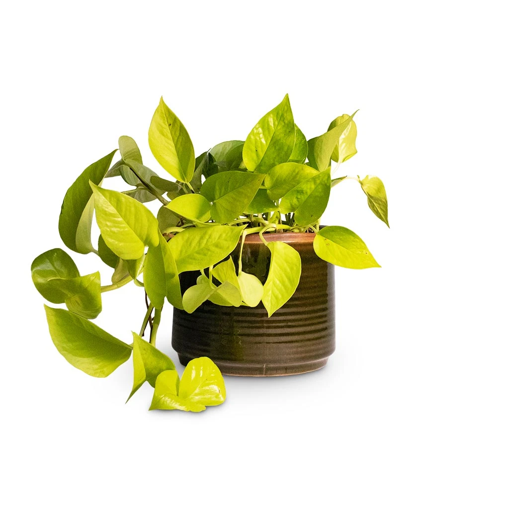Epipremnum Aureum Neon - Golden Neon Pothos - Image 14