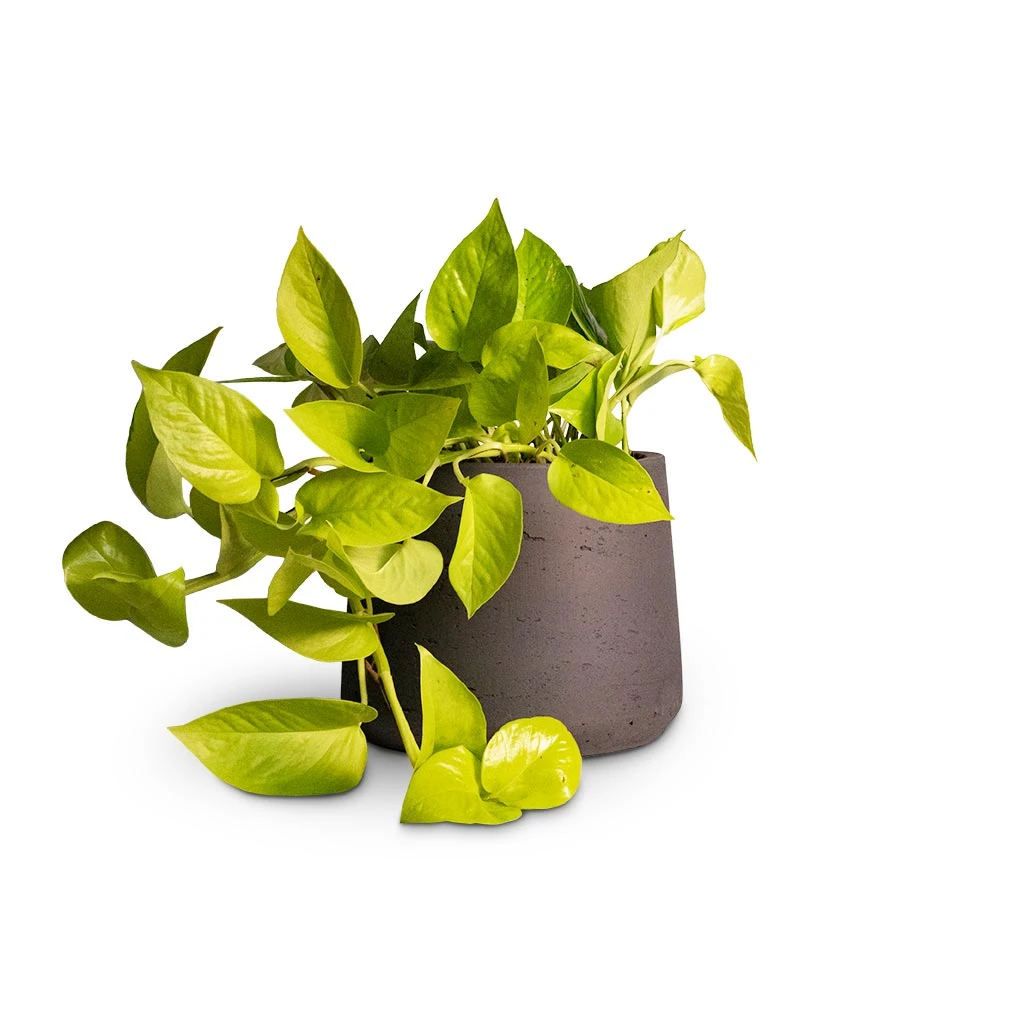 Epipremnum Aureum Neon - Golden Neon Pothos - Image 15
