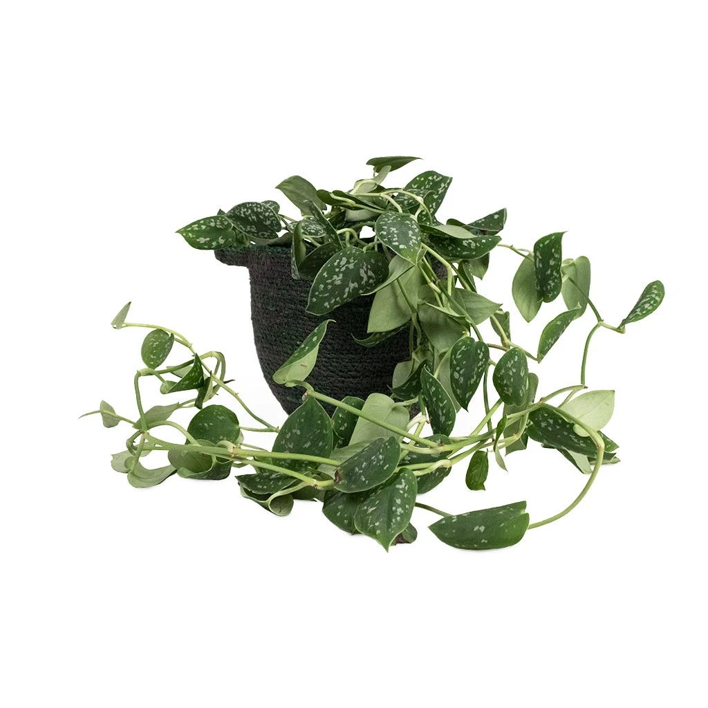 Epipremnum Pictum Argyraeus - Satin Pothos - Image 15
