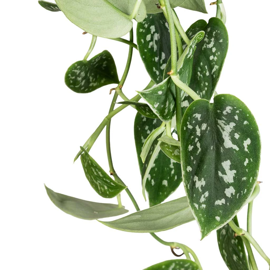 Epipremnum Pictum Argyraeus - Satin Pothos - Image 2
