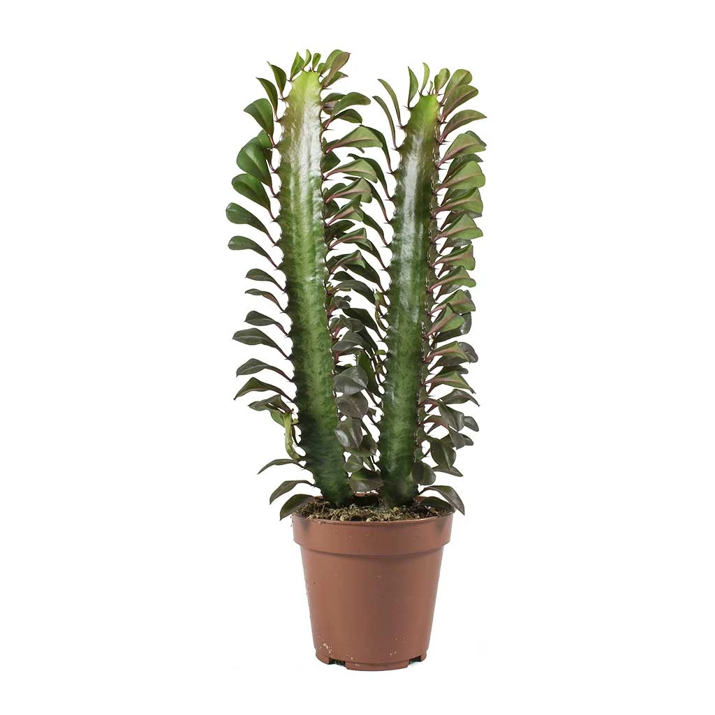 Euphorbia Trigona Rubra - African Milk Tree - Image 3