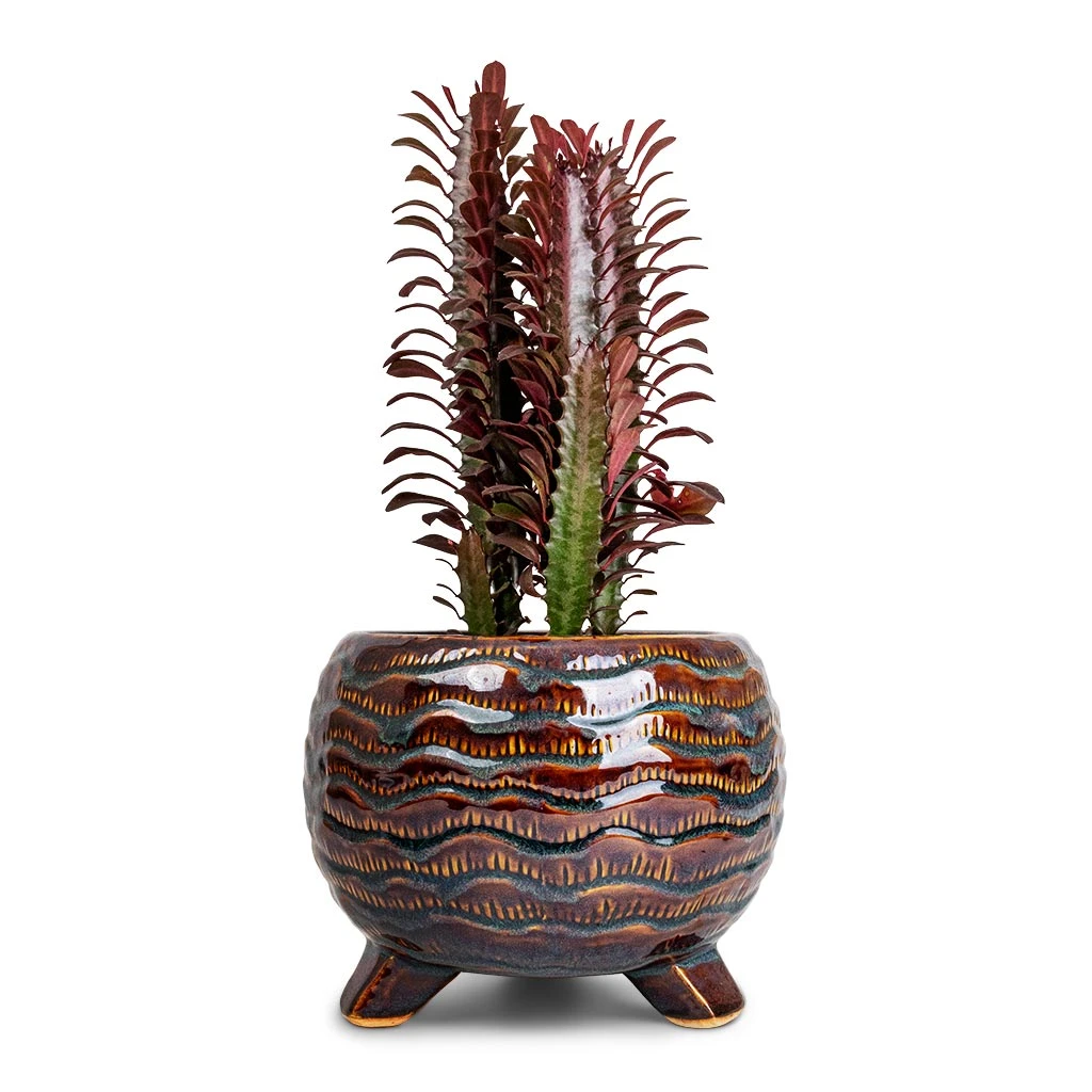 Euphorbia Trigona Rubra - African Milk Tree