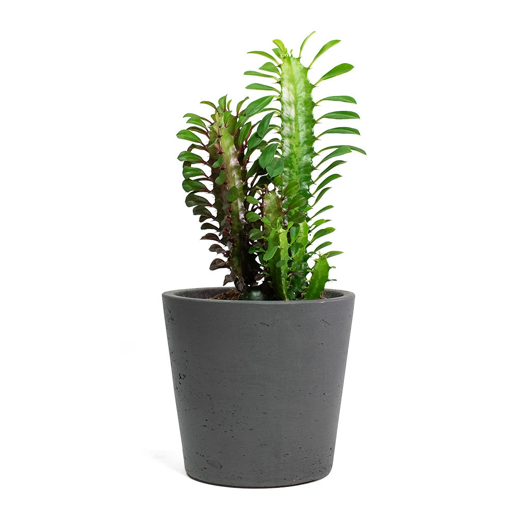 Euphorbia Trigona Rubra - African Milk Tree - Image 7