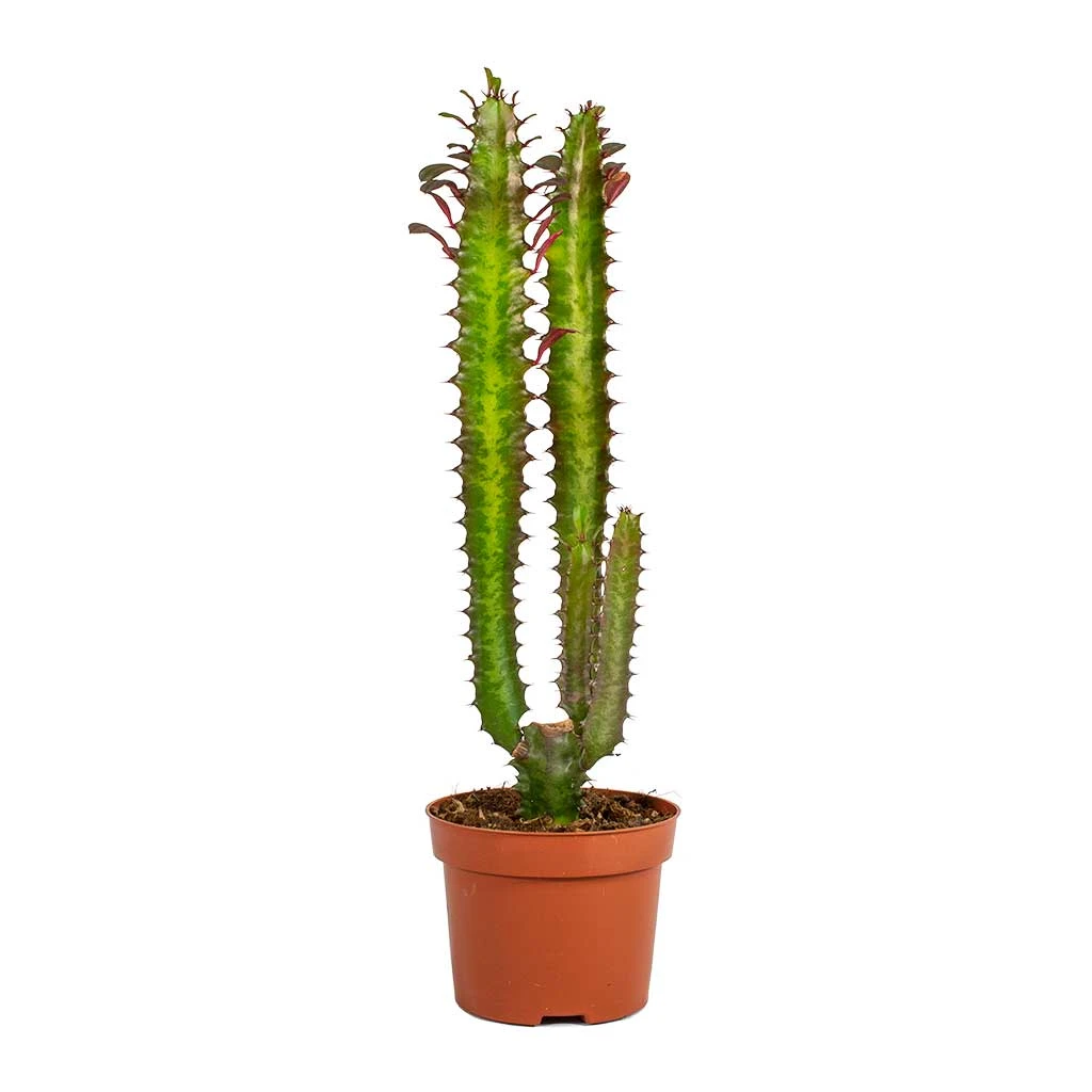 Euphorbia Trigona Rubra - African Milk Tree - Image 5