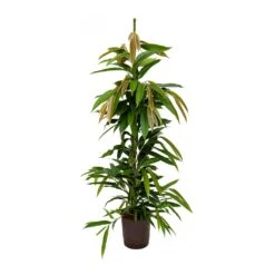 Ficus Amstel King - HydroCare