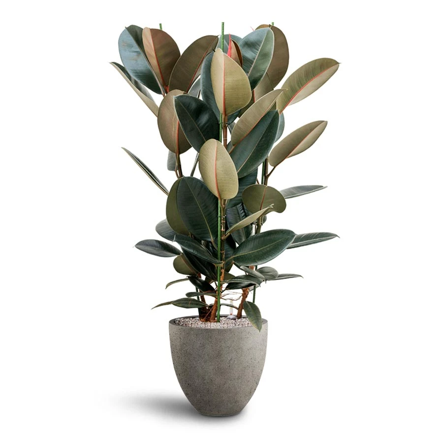 Ficus Elastica Abidjan - HydroCare - Image 10