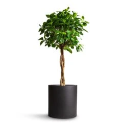 Ficus Moclame - Indian Laurel - Twisted Stem