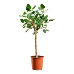 Ficus Benghalensis Audrey - Bengal Fig - Straight Stem
