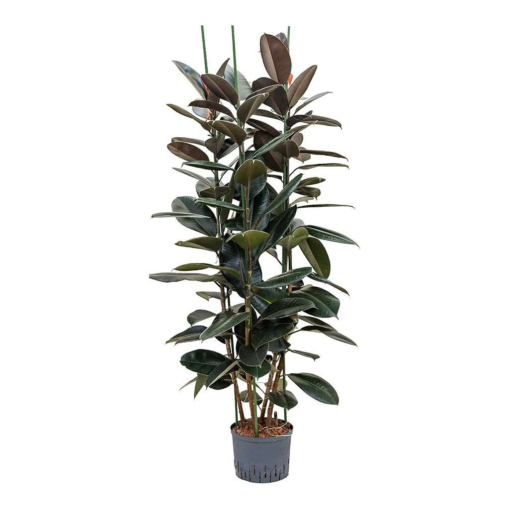 Ficus Elastica Abidjan - HydroCare