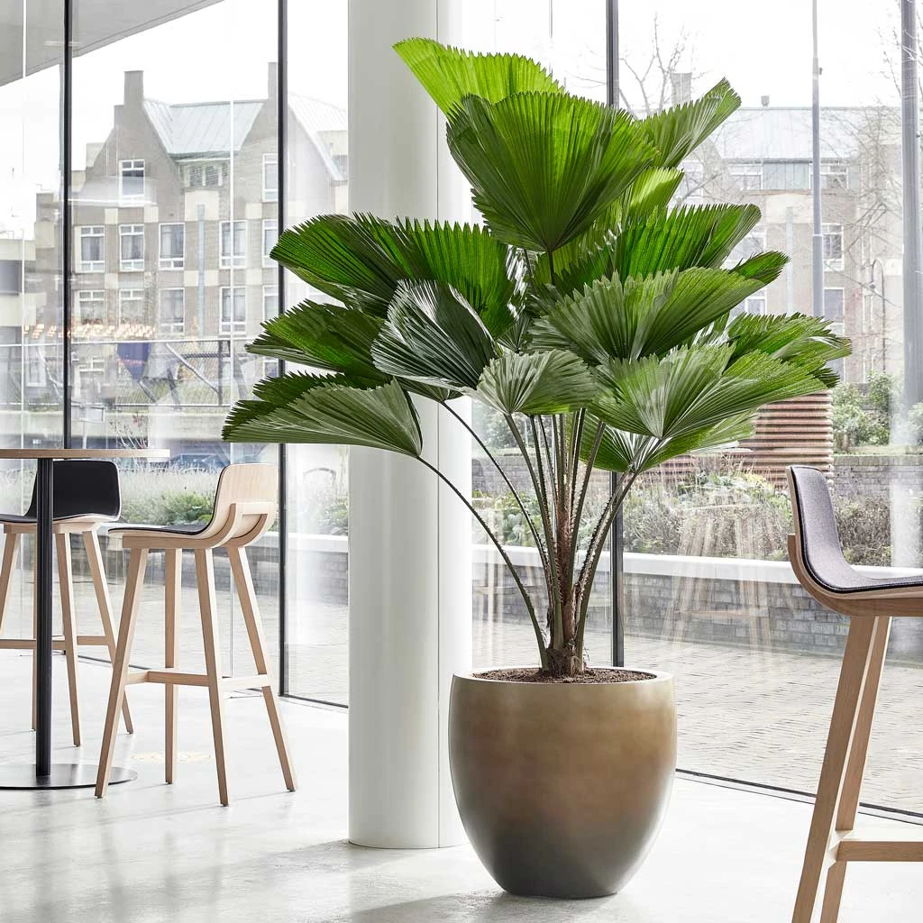 Gradient Balloon Planter - Matt Honey - Image 6