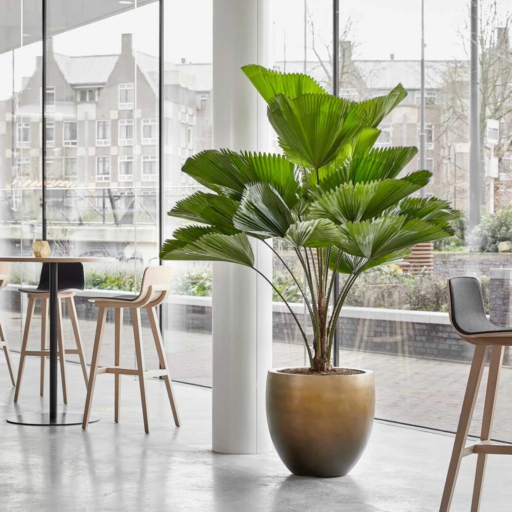 Gradient Balloon Planter - Matt Honey - Image 2