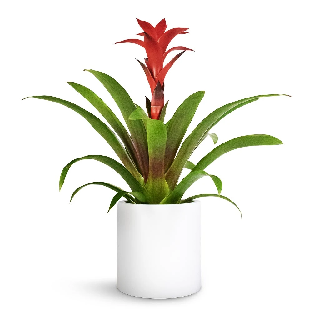 Puk Essentials Planter - Matt White - Image 5
