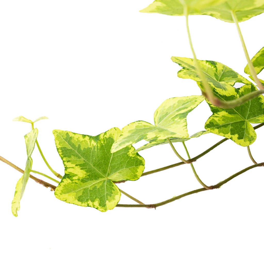 Hedera Helix Golden Kolibri - English Ivy - Image 2