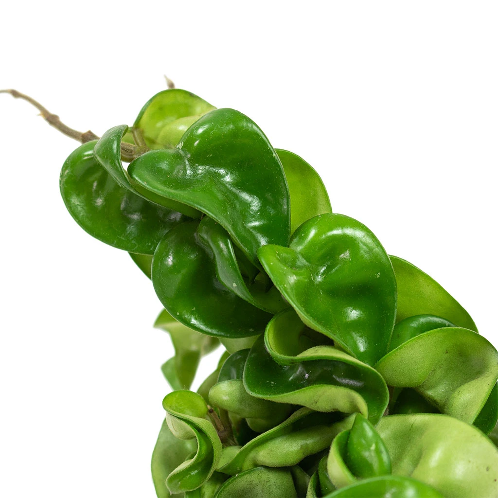 Hoya Carnosa Compacta - Rope Plant - Image 2