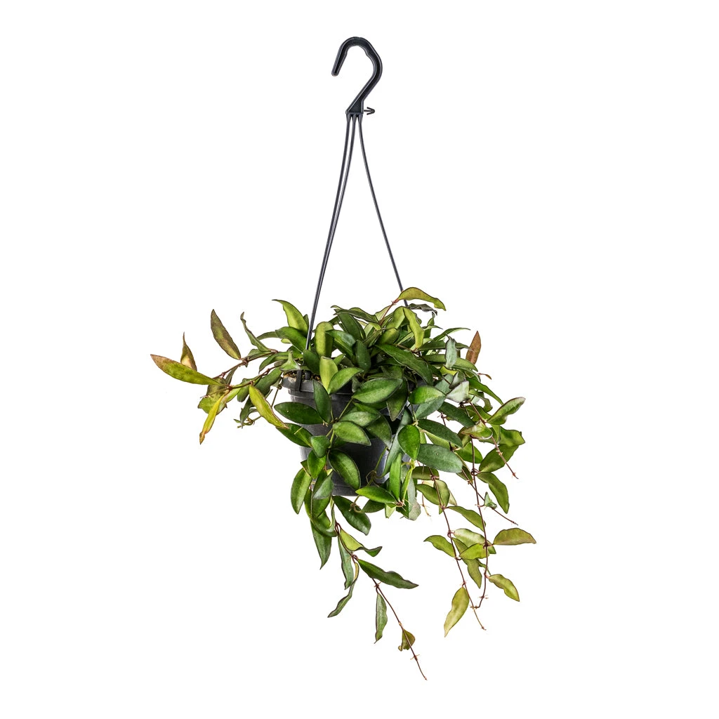 Hoya Rosita - Tropical Wax Plant - Image 3