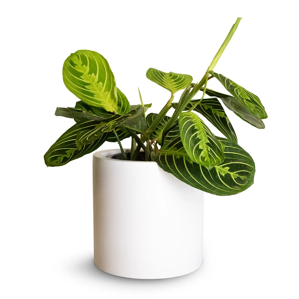 Puk Essentials Planter - Matt White - Image 9