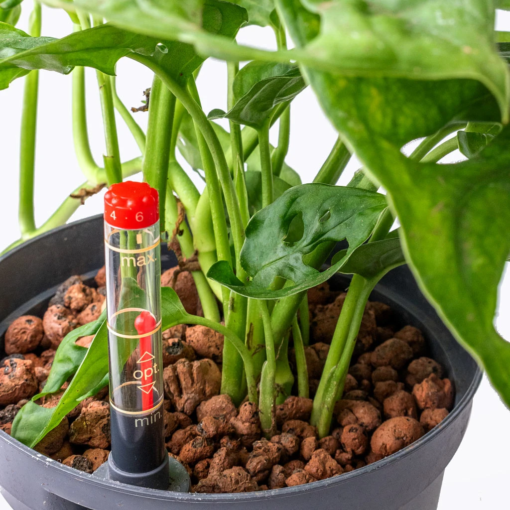 Monstera Adansonii - Philodendron Monkey Mask - HydroCare - Image 2