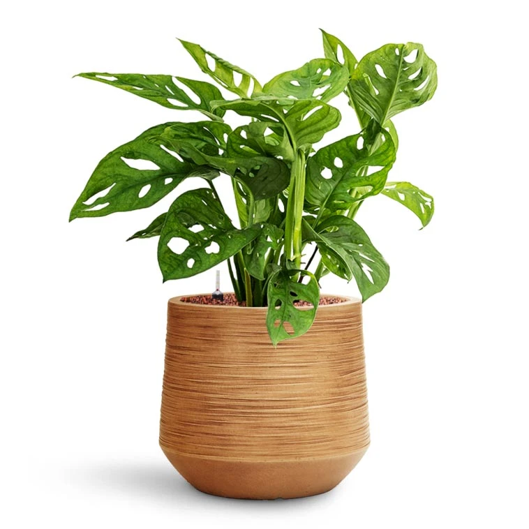Monstera Adansonii - Philodendron Monkey Mask - HydroCare - Image 3