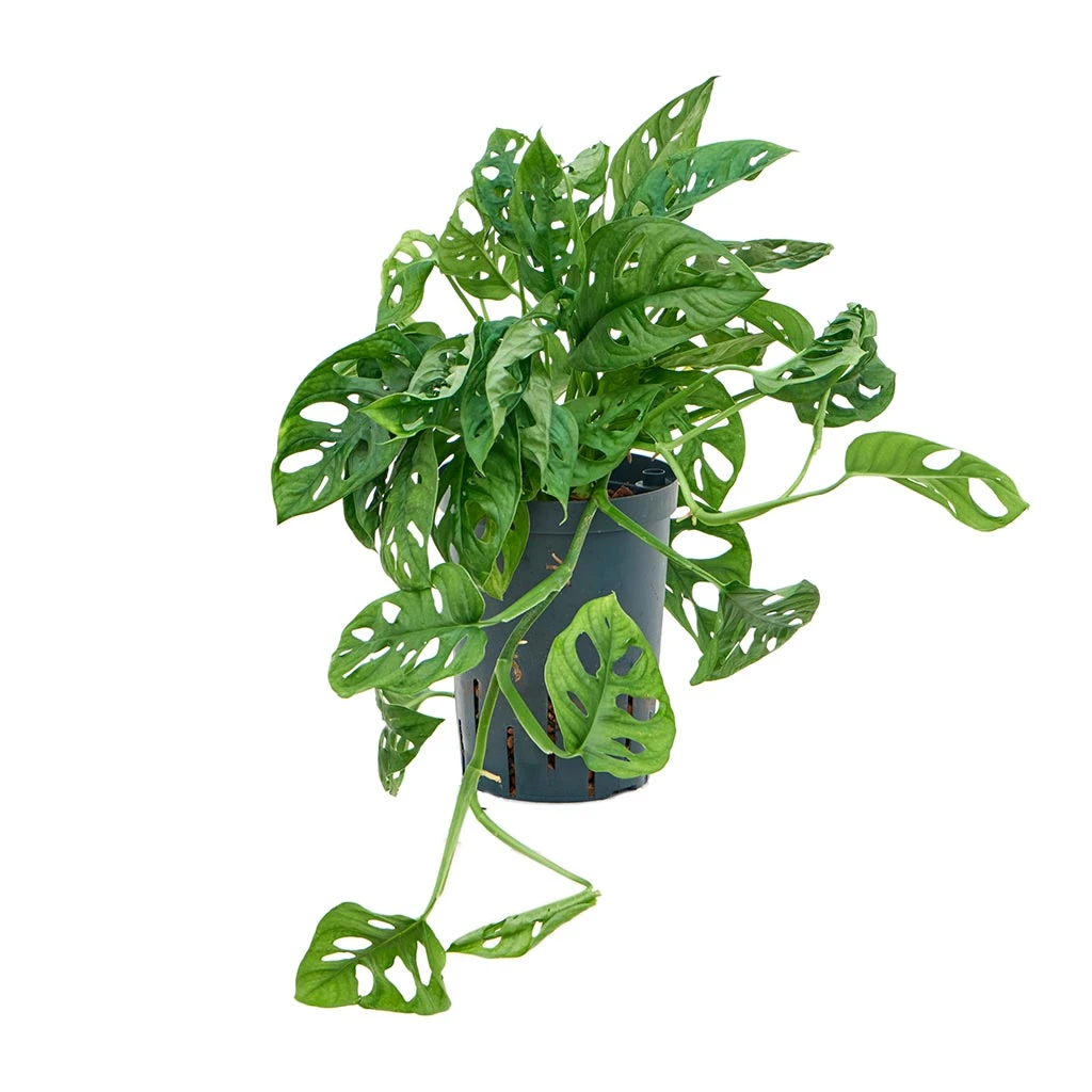 Monstera Adansonii - Philodendron Monkey Mask - HydroCare