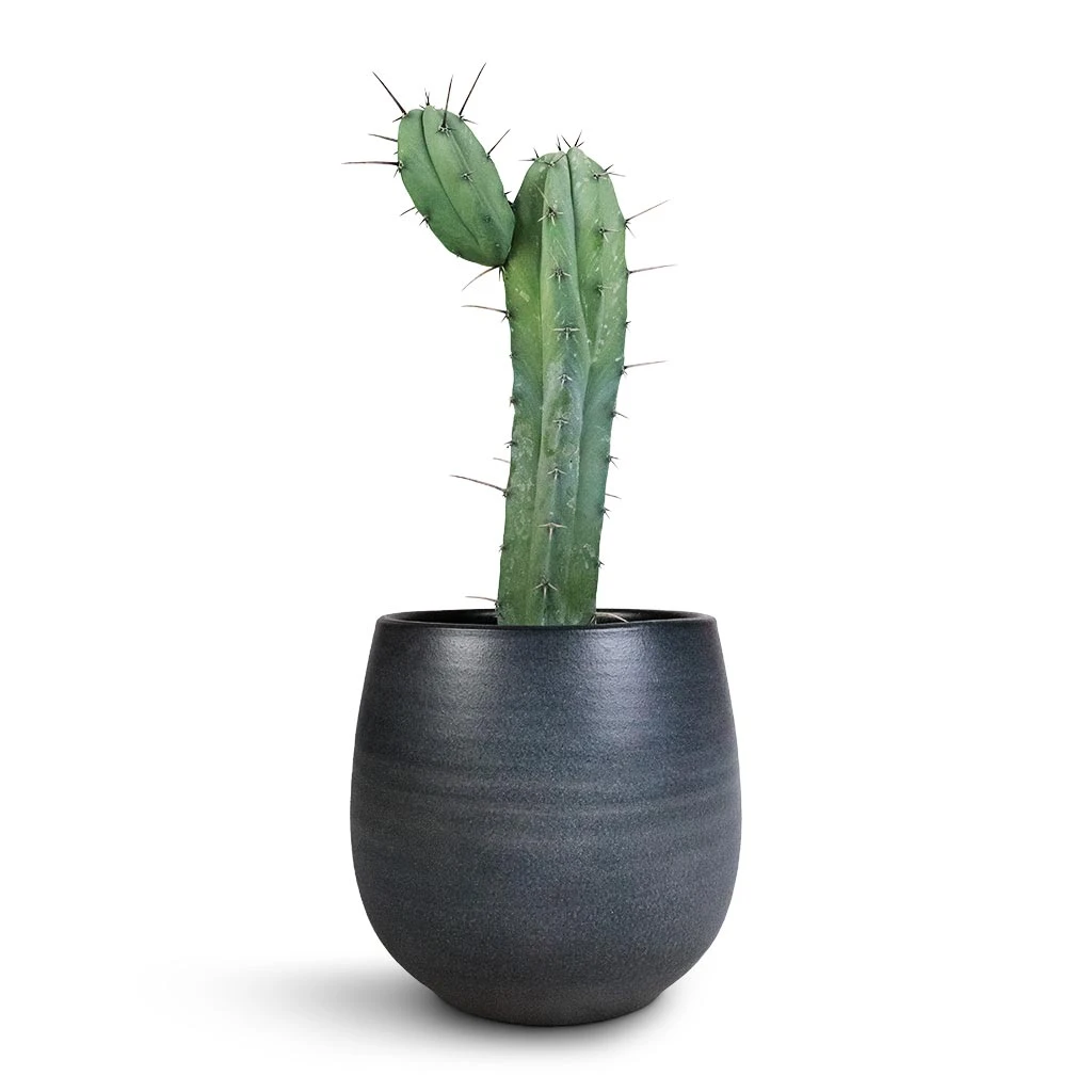 Myrtillocactus Geometrizans - Blue Myrtle Cactus - Image 4