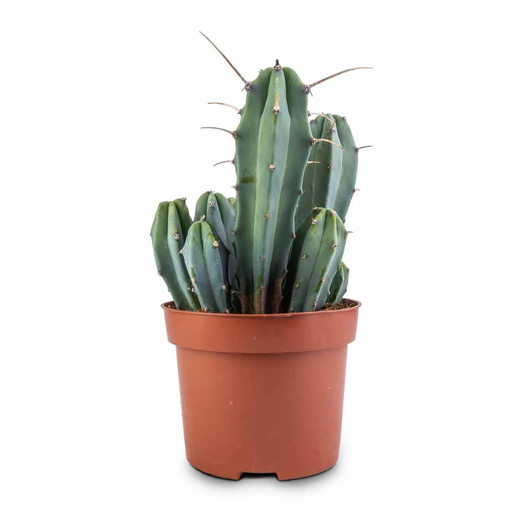 Myrtillocactus Geometrizans - Blue Myrtle Cactus - Image 9